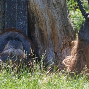 Orang Utan.jpg