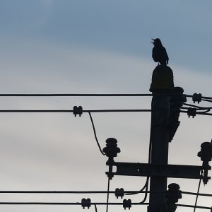 Energiegeladener Gesang.jpg