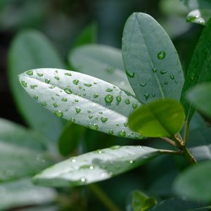 DSC_4528Nach dem Regen.jpg
