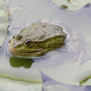 Frosch.jpg
