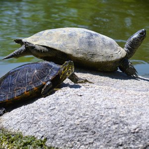 wasserschildkröte_1200.jpg