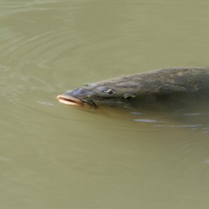Fisch.jpg