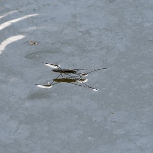 Wasserläufer.jpg