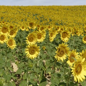 Sonnenblumenfeld.jpg