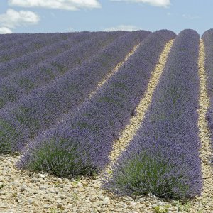 Lavendelhorizont.jpg