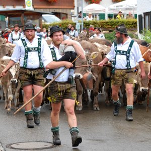 almabtrieb_obermeiselstein_1200.jpg