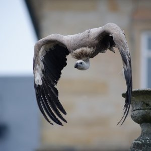 Geiers Sturzflug.jpg
