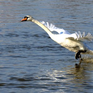 schwan_ladenburg.jpg
