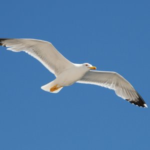 move_im_flug_1200.jpg