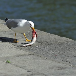 Täter und OpferFang am Boden.jpg
