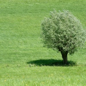 Wiesenbaum.jpg