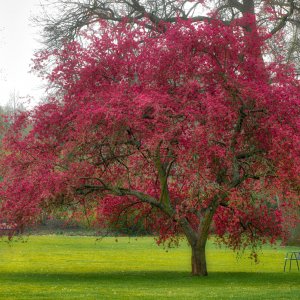 roter_baum.jpg