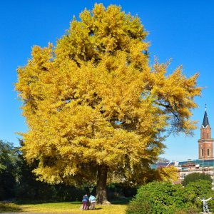 gingo_baum_weinheim_1200.jpg