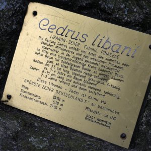 zeder_1200.jpg