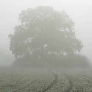 Spur zum Baum.jpg
