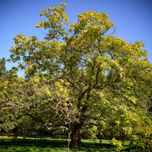Gewöhnlicher Trompetenbaum_1200.jpg