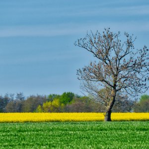 baum_am_rapsfeld_1200.jpg