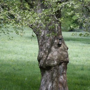 Baum mit Vogelhaus.jpg