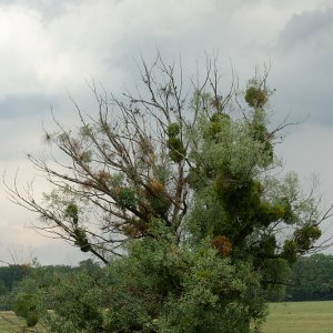 Mistel.jpg