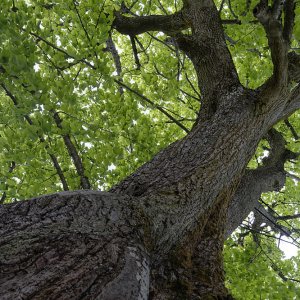 Profilbaum.jpg