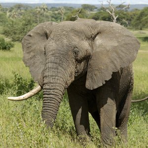 Elefant.jpg