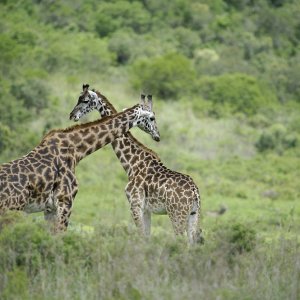 Arusha, NP.jpg