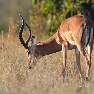 Impala.jpg