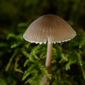 Pilz 1.jpg