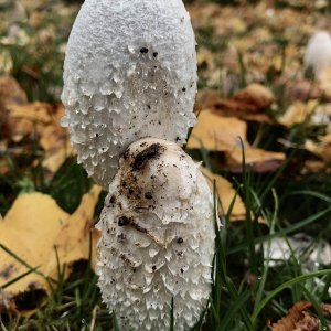 parasolpilz_850.jpg