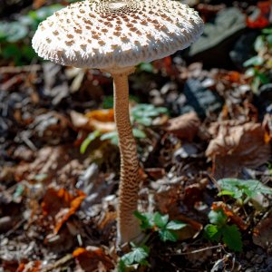 Pilz 2.jpg
