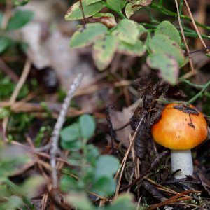 Pilz 4.jpg