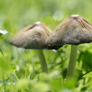 Pilz 3.jpg