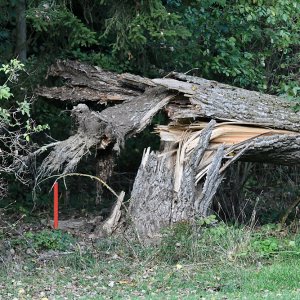 Störung 5 (2).jpg