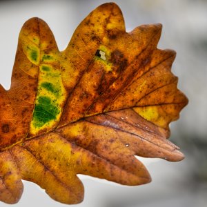 eichbaum_blatt.jpg