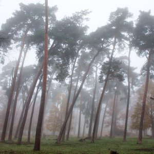 nebel_im_wald.jpg