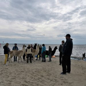 Alpakas am Ostseestrand.jpg