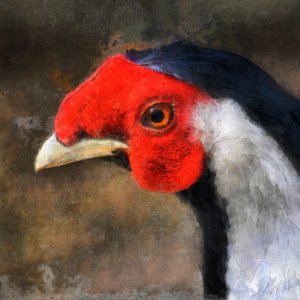 silberfasan_Cezanne__1200.jpg
