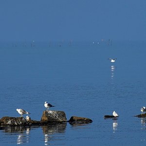 Ostsee.jpg