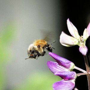 Pollensammlerin_.jpg