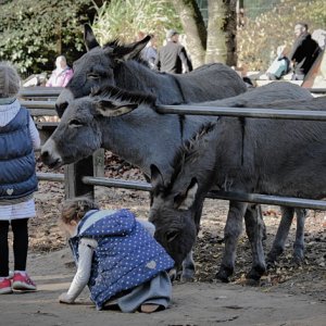 Kinder mit Tieren.jpg