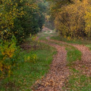 Bokeler Wald.jpg