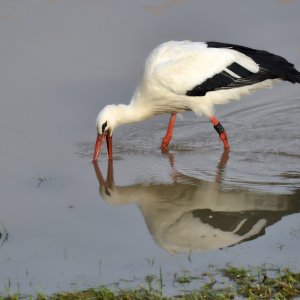 storch_1200.jpg