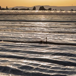 Gemüsegarten Rhein-Pfalz-Kreis