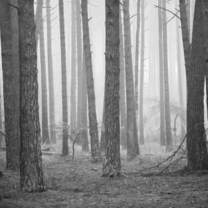 Novemberwald 2 BW.jpg