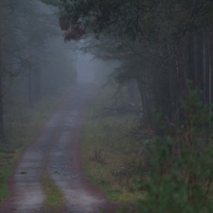 Waldnebel (1 von 1).jpg