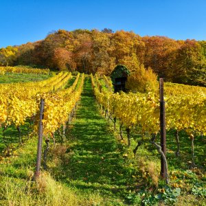 wein_anbaugebiet.jpg