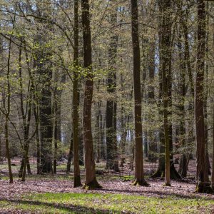 Wald im Vorfrühling.jpg