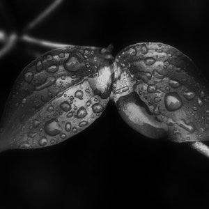 Regenblätter BW.jpg