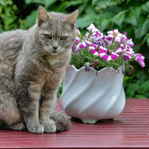 katze_gartentisch.jpg