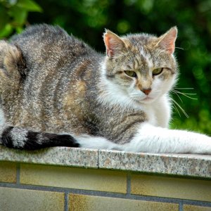 katze_auf_mauer.jpg